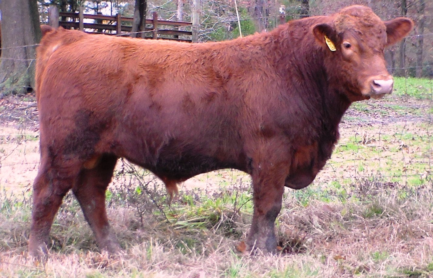 Bull and Female Sale